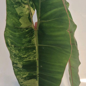 필로덴드론 빌리에티에 바리에가타 무천이 대품 탑