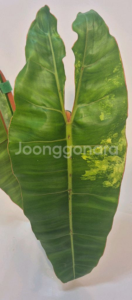 필로덴드론 빌리에티에 바리에가타 무천이 대품 탑--1