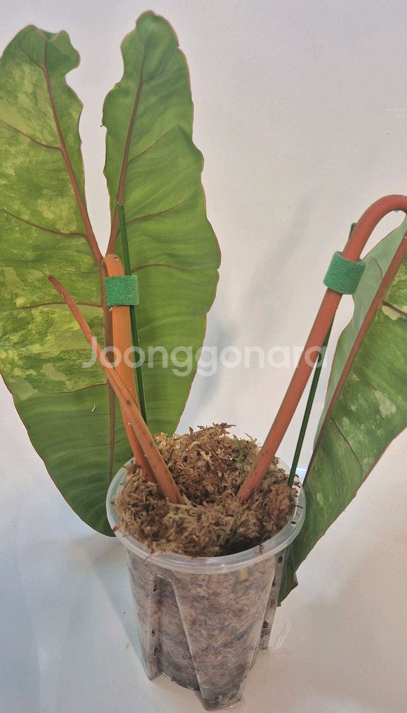 필로덴드론 빌리에티에 바리에가타 무천이 대품 탑--2