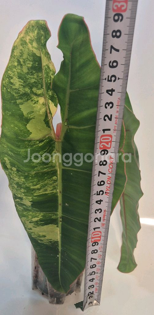 필로덴드론 빌리에티에 바리에가타 무천이 대품 탑--3