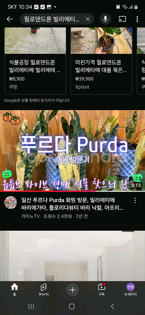 필로덴드론 빌리에티에 바리에가타 무천이 대품 탑--6