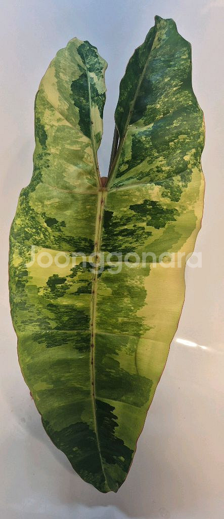 필로덴드론 빌리에티에 바리에가타 극상 무천이 대옆탑--0