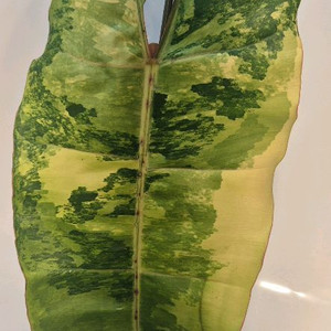 필로덴드론 빌리에티에 바리에가타 극상 무천이 대옆탑