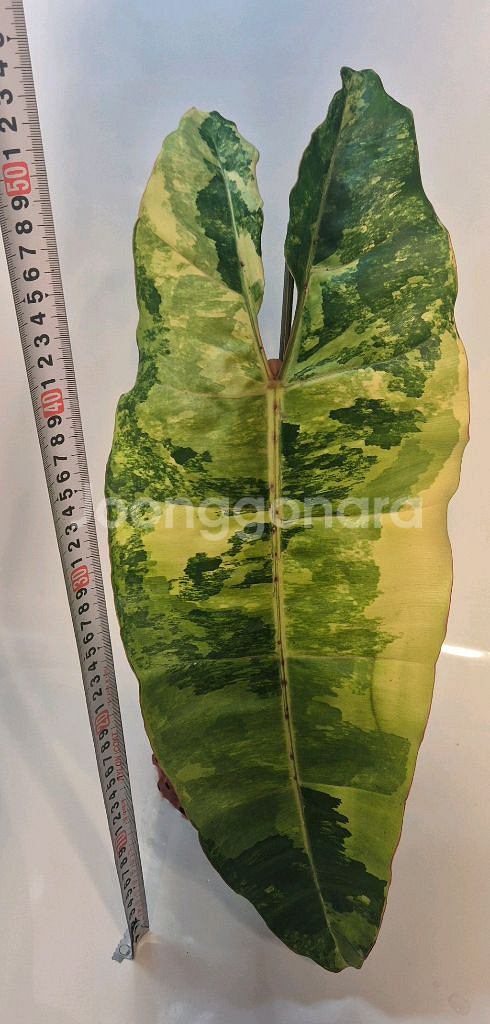 필로덴드론 빌리에티에 바리에가타 극상 무천이 대옆탑--1