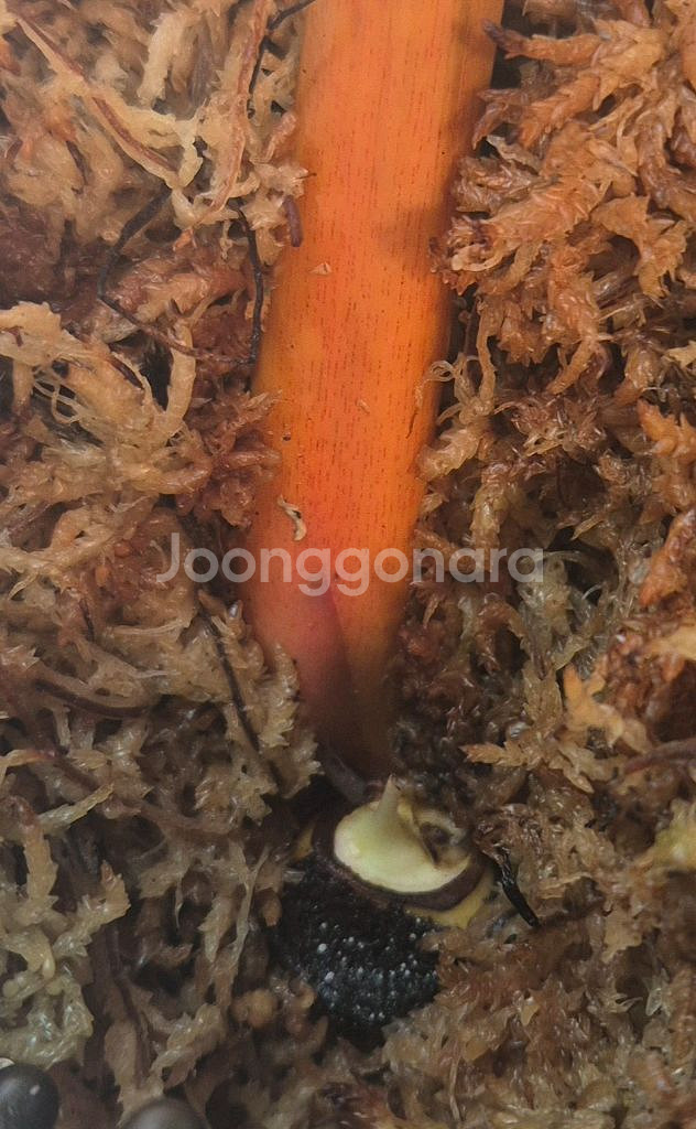 필로덴드론 빌리에티에 바리에가타 극상 무천이 대옆탑--2