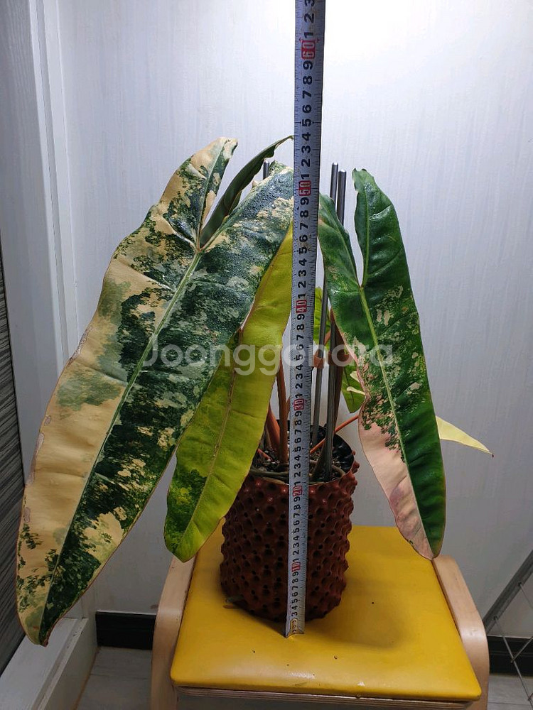 필로덴드론 빌리에티에 바리에가타 극상 무천이 대옆탑--3