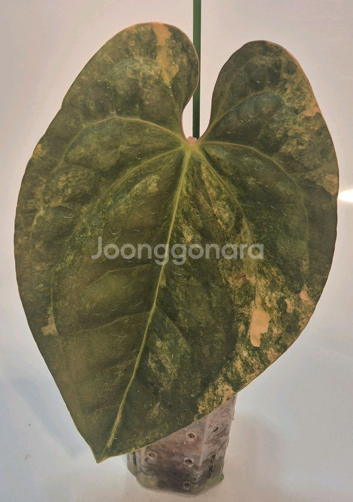 럭셔리안스 하이브리드바리에가타 무천이 탑--0