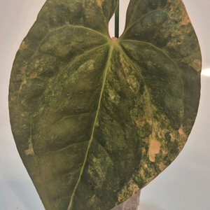 럭셔리안스 하이브리드바리에가타 무천이 탑