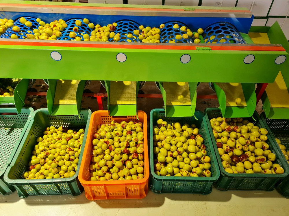 건대추 1kg(사과대추) 이미지