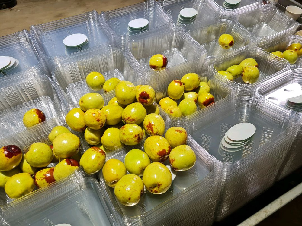 건대추 1kg(사과대추) 이미지