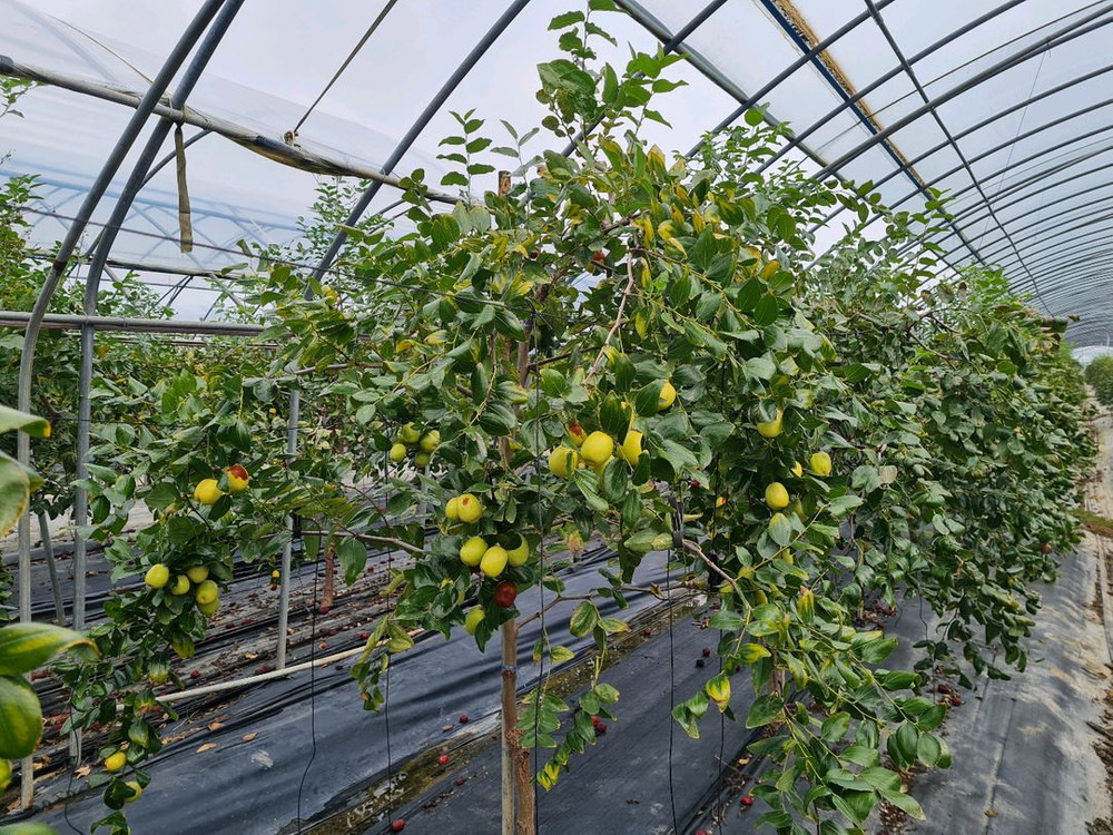 건대추 1kg(사과대추) 이미지