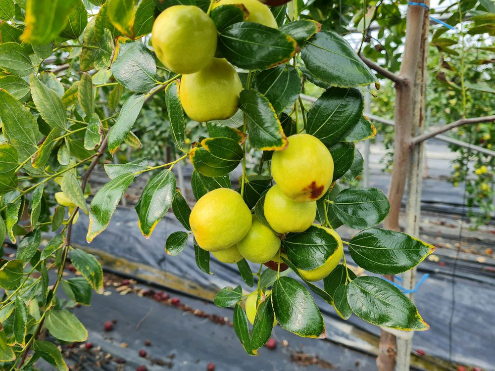 건대추 1kg(사과대추) 이미지