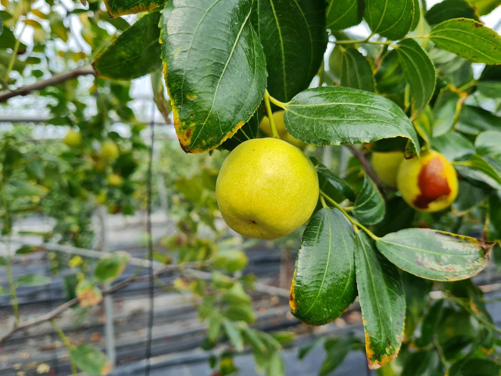 건대추 1kg(사과대추) 이미지