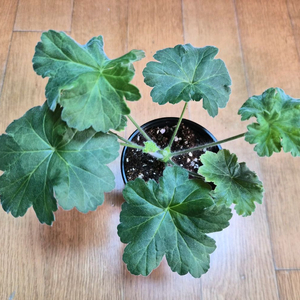 IV인스피레이션 러시아제라늄