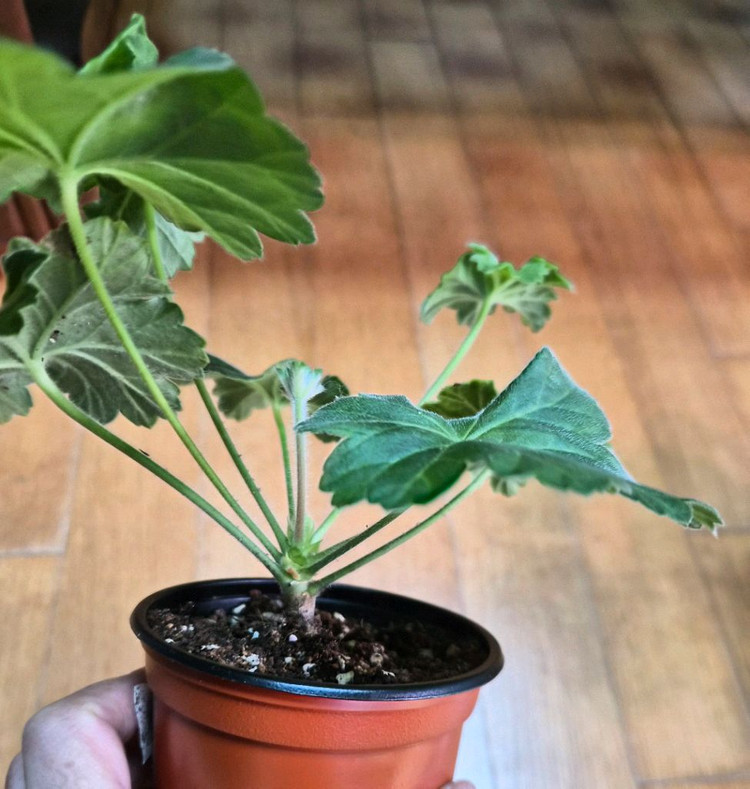 IV인스피레이션 러시아제라늄--1