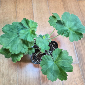 TA마르셀 러시아제라늄