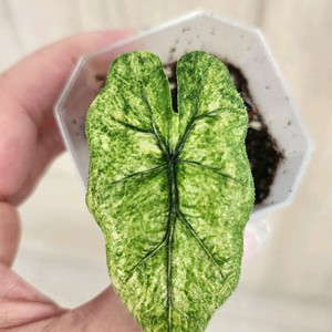 알로카시아 미스틱