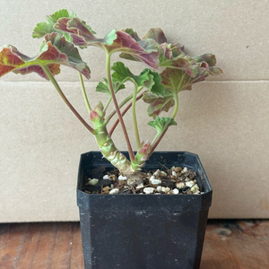 제라늄 IV카스피해의포옹