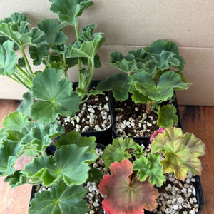 제라늄4종(귀족부인,아나스타샤,순이,미뉴엣)