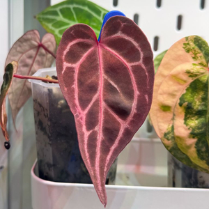 자라미쉘x도리토스