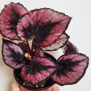 실습.레드키스베고니아