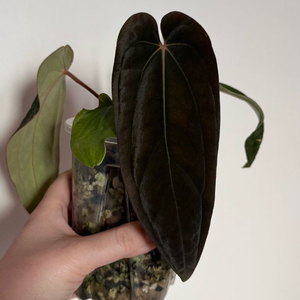 안스리움 안톨라키