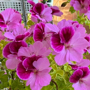 벅스웰골든에니버셔리(특대품):15호분