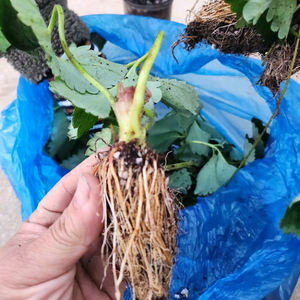 킹스베리 육묘 1000개