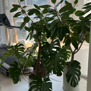 화분 고무나무2개 몬테라1개