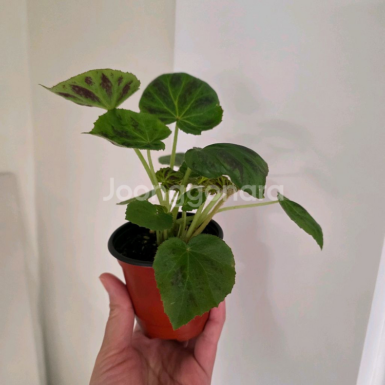 베고니아 플레베자--0