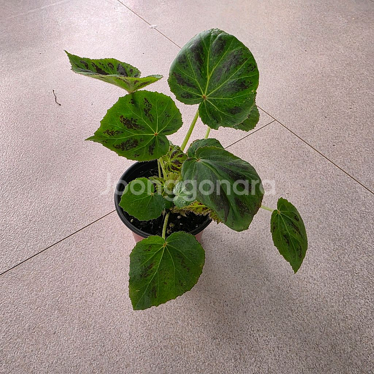 베고니아 플레베자--1