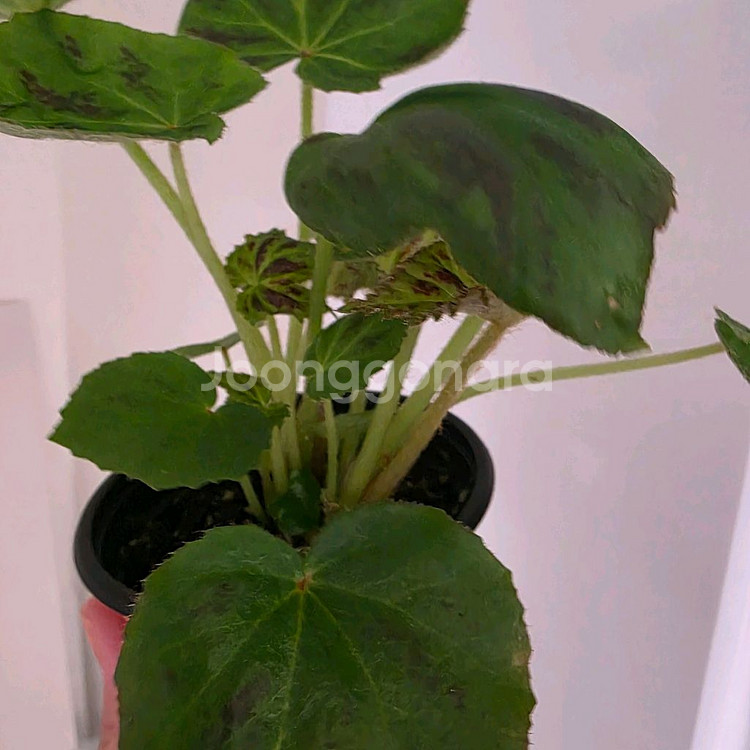 베고니아 플레베자--2