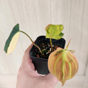 핑크미칸 바리에가타