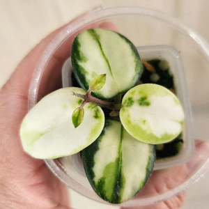 호야 마틸드 바리에가타