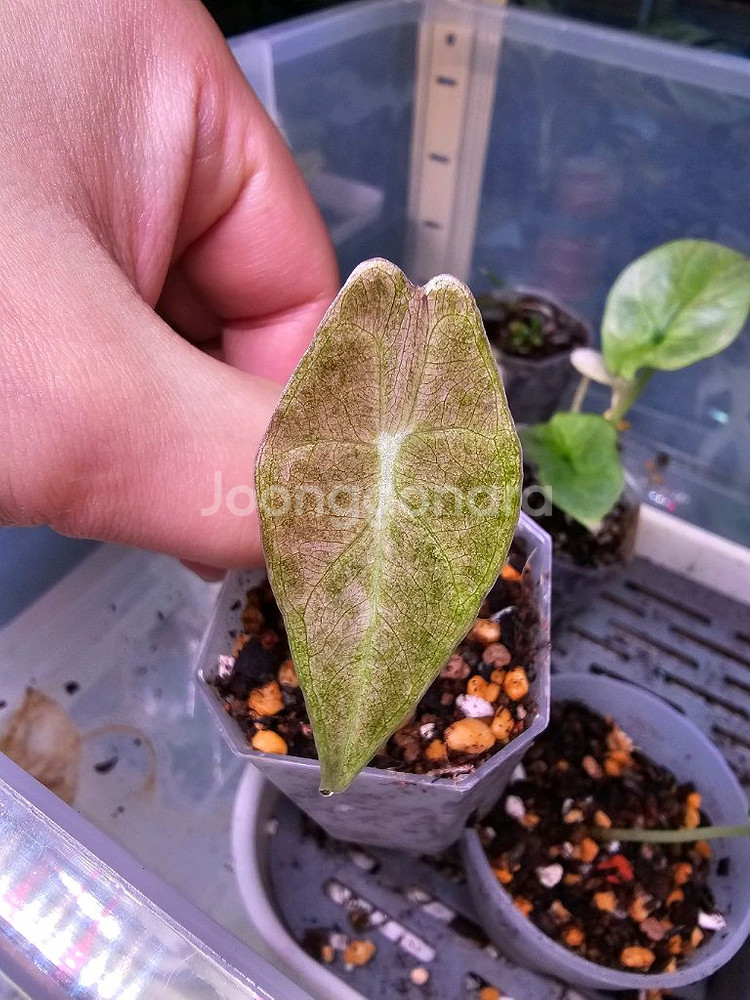 알로카시아 롱기로바 블랙사툰 스타더스트--0