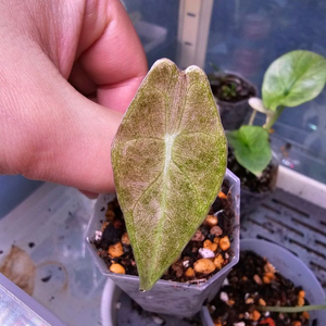 알로카시아 롱기로바 블랙사툰 스타더스트