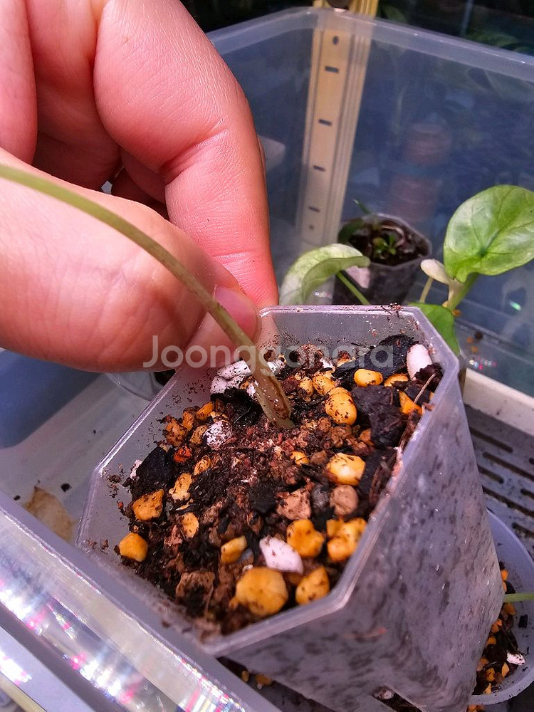 알로카시아 롱기로바 블랙사툰 스타더스트--1