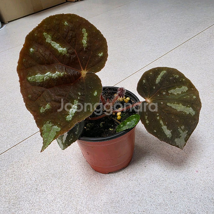 베고니아 카오방--0