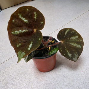 베고니아 카오방