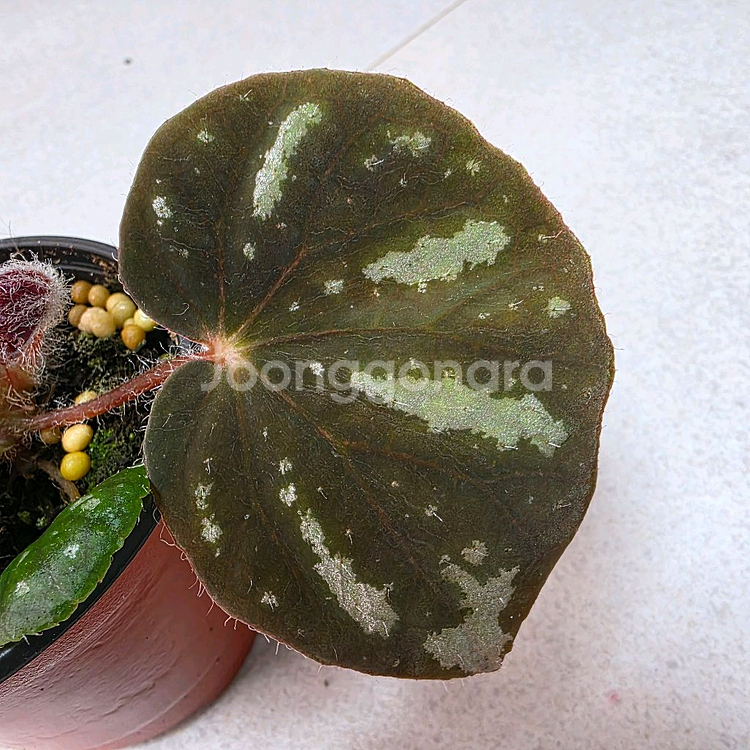 베고니아 카오방--1