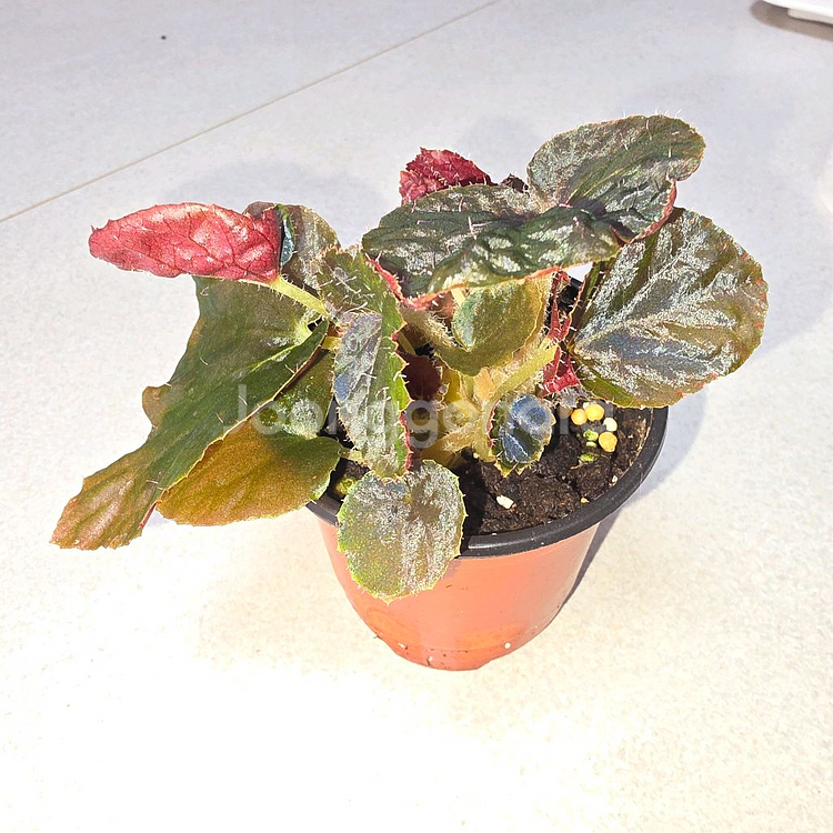 베고니아 마다가스카르--0