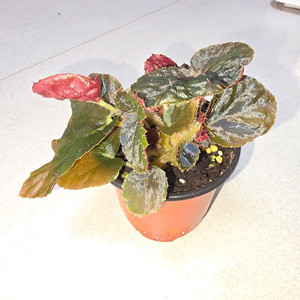 베고니아 마다가스카르