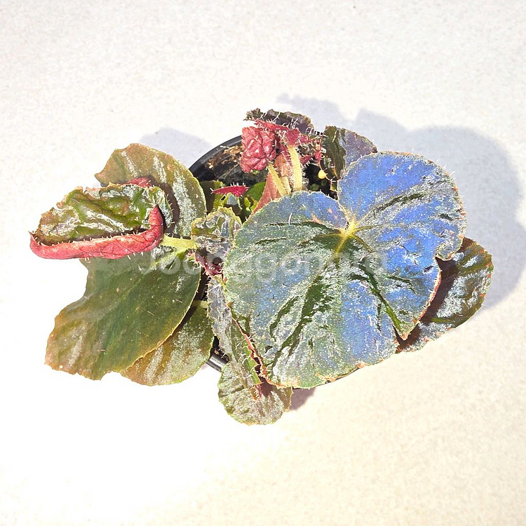 베고니아 마다가스카르--1