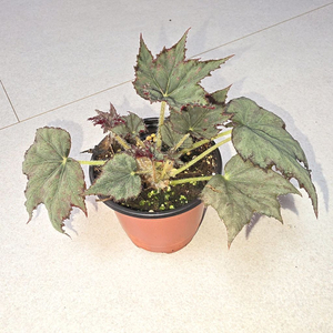 베고니아 그레이널스