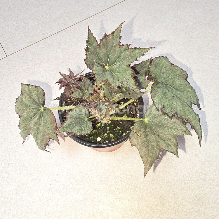 베고니아 그레이널스--1