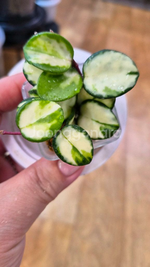 호야 마틸드바리에가타--0