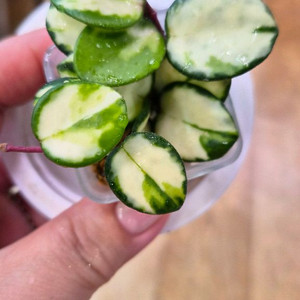 호야 마틸드바리에가타