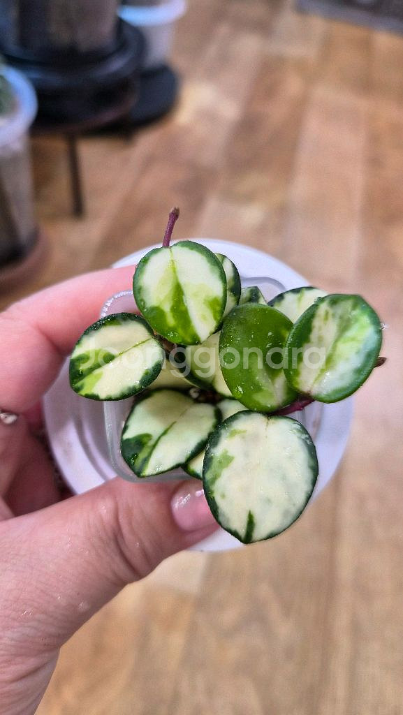 호야 마틸드바리에가타--1