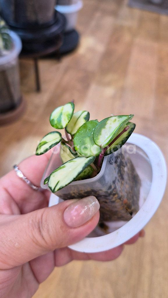 호야 마틸드바리에가타--2