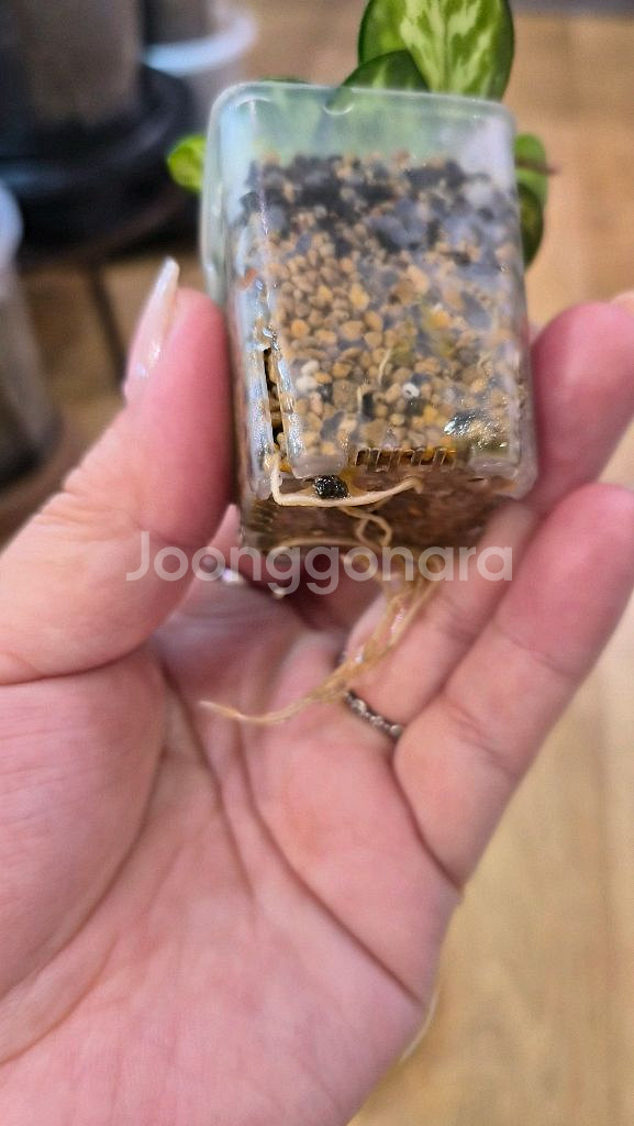 호야 마틸드바리에가타--3